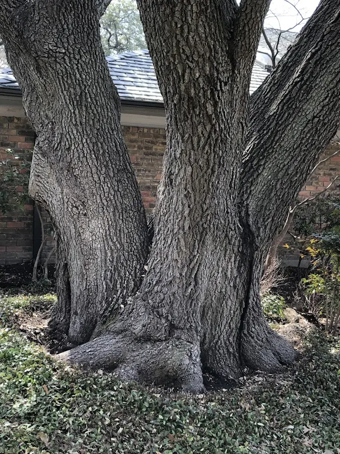 Mature heritage tree close to a Wyocena property cared for by certified arborists